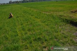 Sawah alami puso