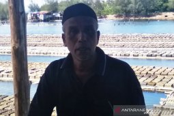Petani tambak budi daya kepiting soka terkendala  bibit