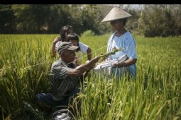 Tradisi wiwitan padi