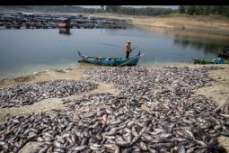 Fenomena ribuan ikan mati di waduk Kedung Ombo