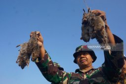 Petani Tulungagung dibantu TNI gelar "gropyokan" basmi hama tikus