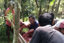 Tiga warga terluka diseruduk babi hutan