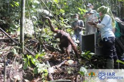 BKSDA Kalbar dan IAR Indonesia lepasliarkan lima orangutan