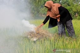 Pengusiran hama dengan cara tradisional