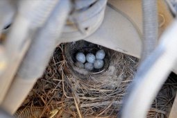 Sebuah truk tak dioperasikan karena ada burung bersarang di mesinnya