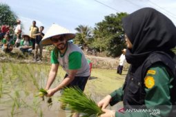 Mahasiswa Polbangtan tanam padi bersama "bule"