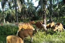 Sebanyak 1.200 Sapi di Paser Dikembangbiakan Melalui IB