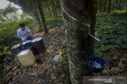 Penyadapan komoditas karet