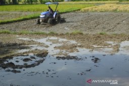 Akibat kekeringan, sebagian petani Abdya belum bajak sawahnya