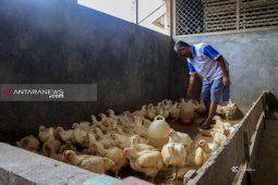 Pasokan Ayam di Paser Bergantung Suplai Dari Kalsel