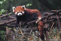 Panda Merah China