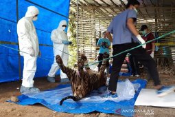 Operasi pembersihan alat jerat satwa dilindungi digencarkan