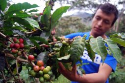 Perwakilan petani kopi seluruh dunia bertemu di Brazil