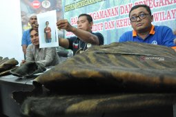 Jual kulit harimau seorang petani di Langkat diamankan