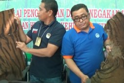 Gakkum LHK Sumut-Aceh amankan kulit harimau