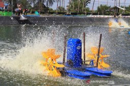 Berharap kenaikan harga udang vaname