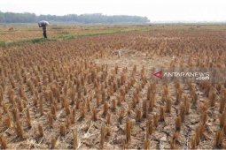Distan Bekasi: Sebaiknya petani tunda dulu tanam padi