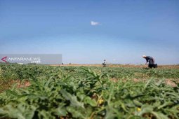 Petani di Indramayu pilih tanam samangka di musim kemarau