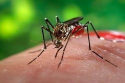 Enam bulan terjadi 175 kasus DBD di Tebing Tinggi