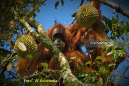 PLTA Batang Toru kecam penembakan Orangutan  di Aceh