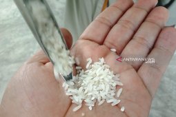 Bulog Meulaboh nyatakan stok beras tidak terganggu akibat kemarau