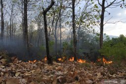Kebakaran hutan jati