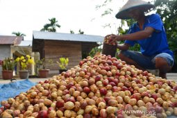 Harga pala basah turun di Abdya