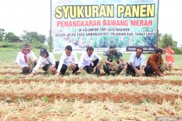 Bupati panen bawang merah
