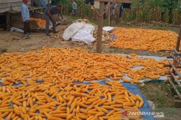 Petani pedalaman Aceh Utara panen jagung, harga jual naik