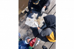 Warga Silat Hilir temukan mayat bayi tersangkut di lanting