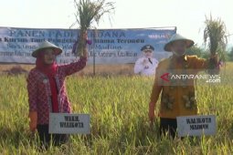 Pemerintah Kota Madiun minta petani tanam padi organik