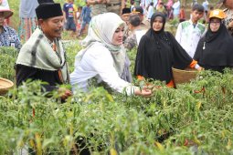 Ponpes Al-Kirom kembangkan aneka jenis sayuran