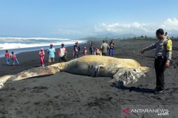 Warga  Pantai Lumajang dikagetkan dengan paus yang terdampar