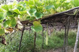 Arkeolog: prihatin penggunaan koteka kian berkurang