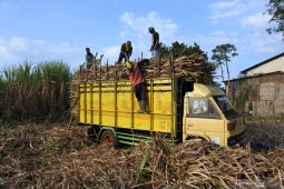 Petani Tebu Merugi