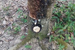 Harga getah karet di Lampung turun