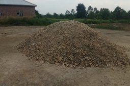 Harga singkong di Lampung capai Rp1.100/kg