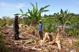 Gajah liar mengamuk dan rusak kebun warga di Nagan Raya