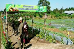 Desa di Kotim, Kalteng ramai-ramai kembangkan agrowisata
