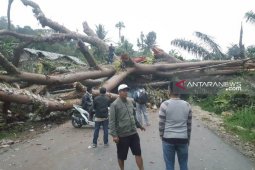 Akibat pohon besar tumbang, ratusan kendaraan terjebak macet