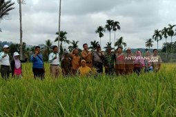 Produksi gabah petani Mukomuko turun