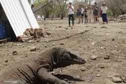 Pulau Komodo ditutup pada 2020