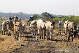 Target populasi sapi nasional