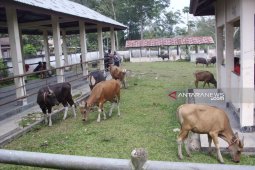 Penjualan hewan kurban di Rejang Lebong turun