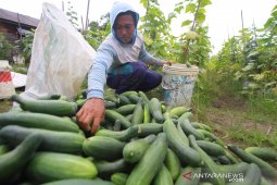 DPRD : Petani Kalsel belum terlindungi