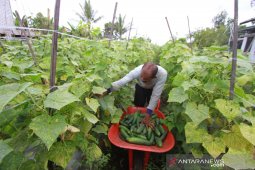 Kemarau, produksi timun petani Kalsel turun drastis