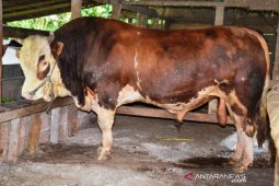 Sapi kurban Presiden seberat 1,073 ton