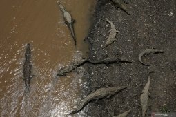 Mandi di sungai, seorang nenek disambar buaya