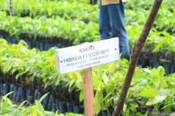 Govt launches BUN 500 program in Central Kalimantan