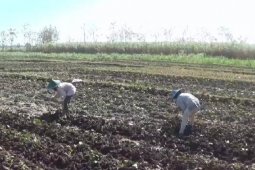 Petani Magetan beralih tanam palawija saat kemarau